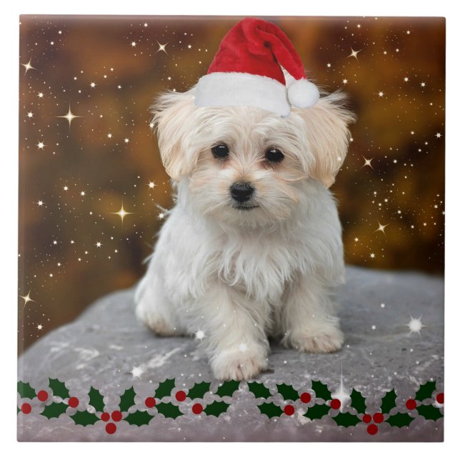 Azulejo Maltese Christmas Puppy (Frente)