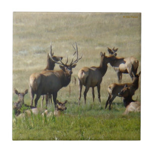 Azulejo Manada de alces E36 en el abrevadero