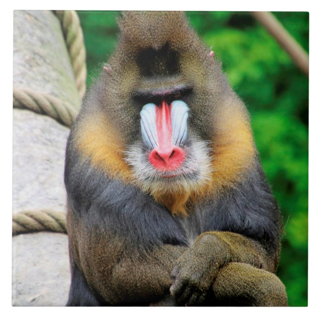 Azulejo Mandrill 001 (Frente)