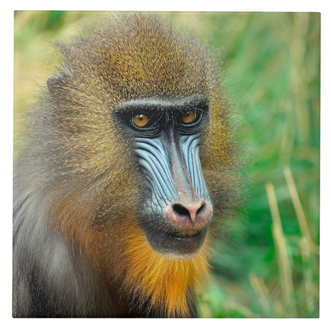 Azulejo Mandrill 002 (Frente)