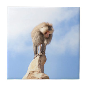 Azulejo Mandrill en la cima de una montaña