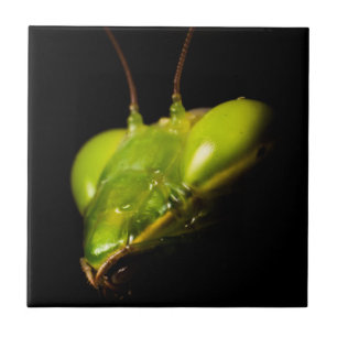Azulejo Mantis religiosa