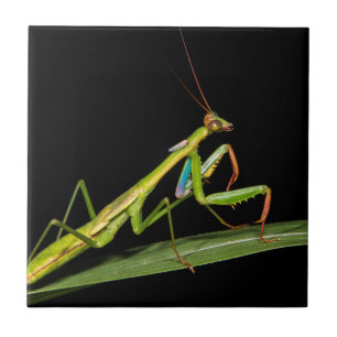 Azulejo Mantis religiosa, Odzala, Parque Nacional de Kokou