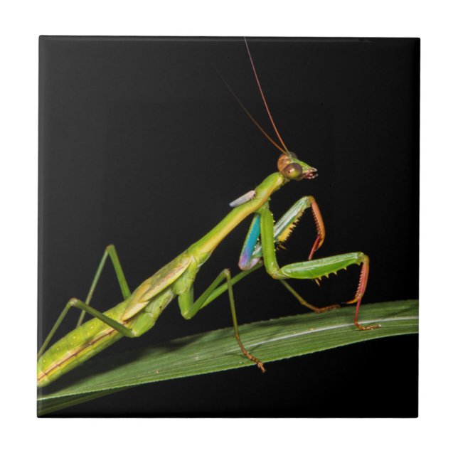Azulejo Mantis religiosa, Odzala, Parque Nacional de Kokou (Frente)