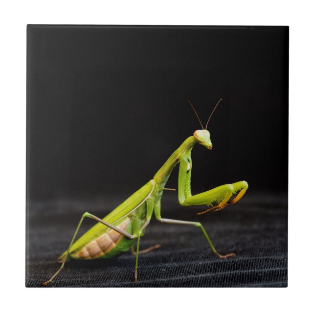Azulejo Mantis rezando (Frente)