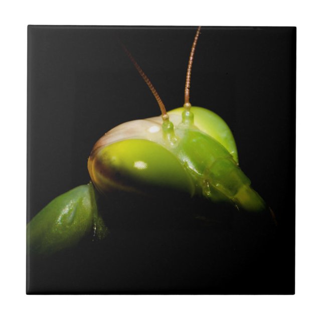 Azulejo Mantis rezando (Frente)