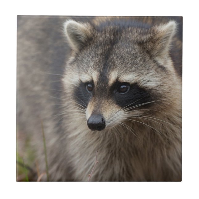 Azulejo Mapache, Procyon lotor, Florida (Frente)