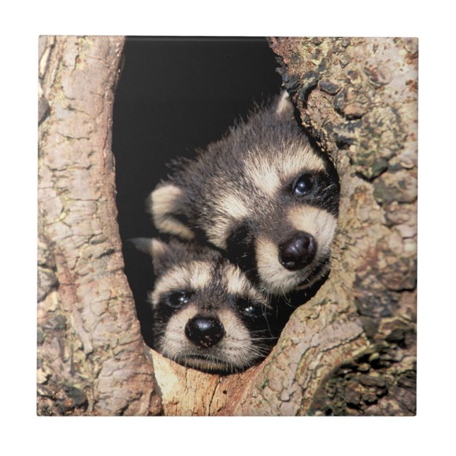 Azulejo Mapaches Bebés Asomándose desde un Árbol (Frente)