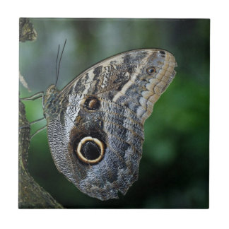 Azulejo Maravillosa Mariposa Caligo Eurilochus
