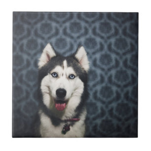 Azulejo Marioneta Husky posando con un lecho oscuro