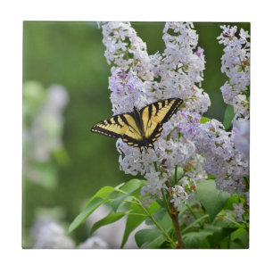 Azulejo Mariposa amarilla en árbol de lilas