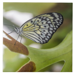 Azulejo Mariposa arriba cerámica cerámica cercana