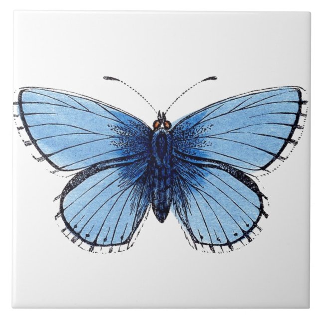 Azulejo - Mariposa Azul (Frente)