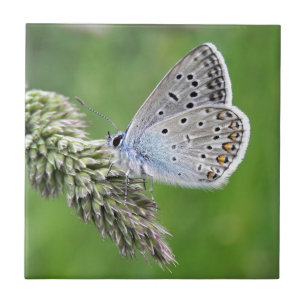 Azulejo Mariposa Azul Común en Hierba