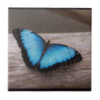 Mariposa azul de Morpho