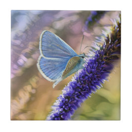 Azulejo Mariposa Azul Pálido En Flores De Lavanda