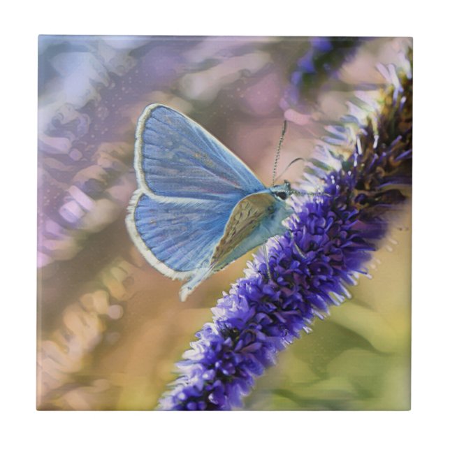 Azulejo Mariposa Azul Pálido En Flores De Lavanda (Frente)