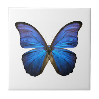 Azulejo Mariposa azul radiante