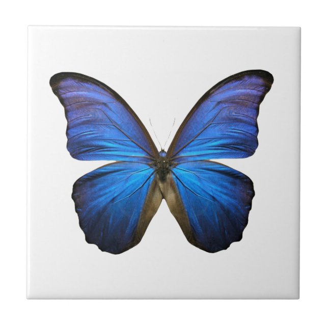 Azulejo Mariposa azul radiante (Frente)