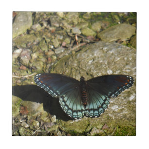 Azulejo Mariposa azul y negra