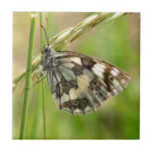 Azulejo Mariposa blanca veteada en hierba