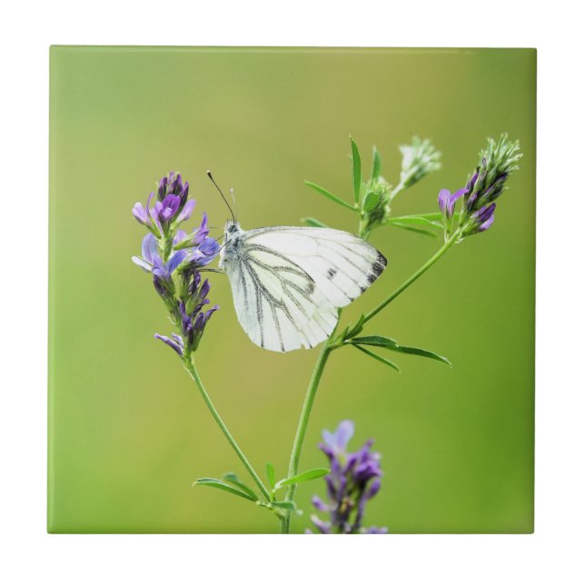 Azulejo Mariposa blanca veteada verde (Frente)