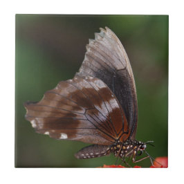 Azulejo Mariposa blanca y marrón en flor roja