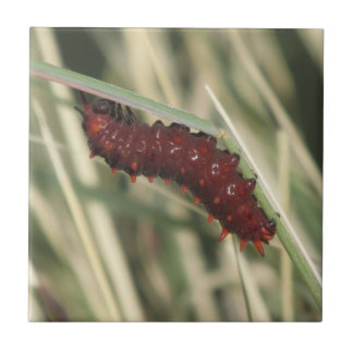 Azulejo Mariposa Caterpillar de Pipevine Swallowtail