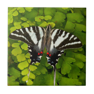 Azulejo Mariposa cola de golondrina americana