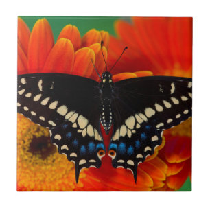 Azulejo Mariposa cola de golondrina negra sobre margarita