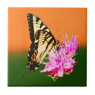 Azulejo Mariposa cola de golondrina tigre oriental