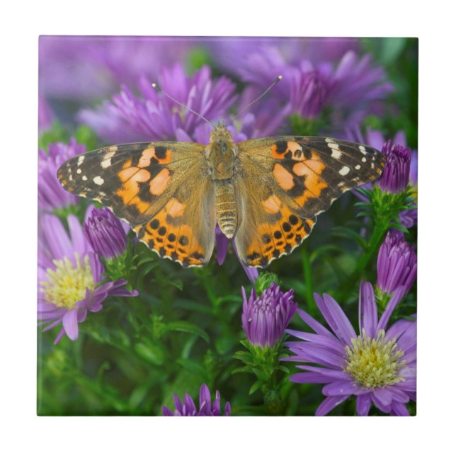 Azulejo Mariposa de ala angulosa en flor de cono (Frente)