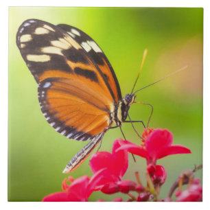 Azulejo Mariposa de ala larga sobre una flor roja