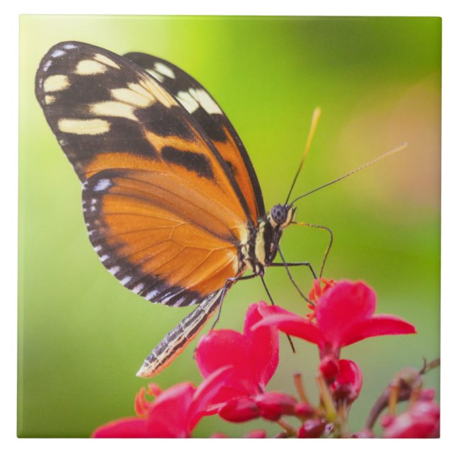 Azulejo Mariposa de ala larga sobre una flor roja (Frente)