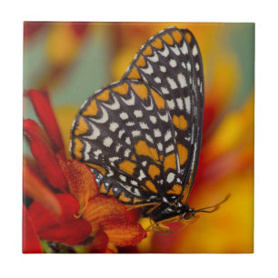 Azulejo Mariposa de Baltimore de cuadros