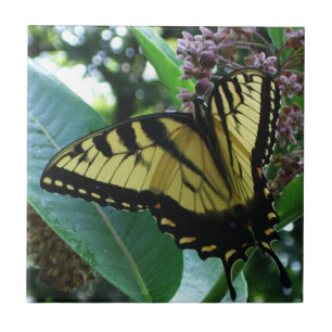 Azulejo Mariposa de cola torta I en Milkweed en Shenandoah