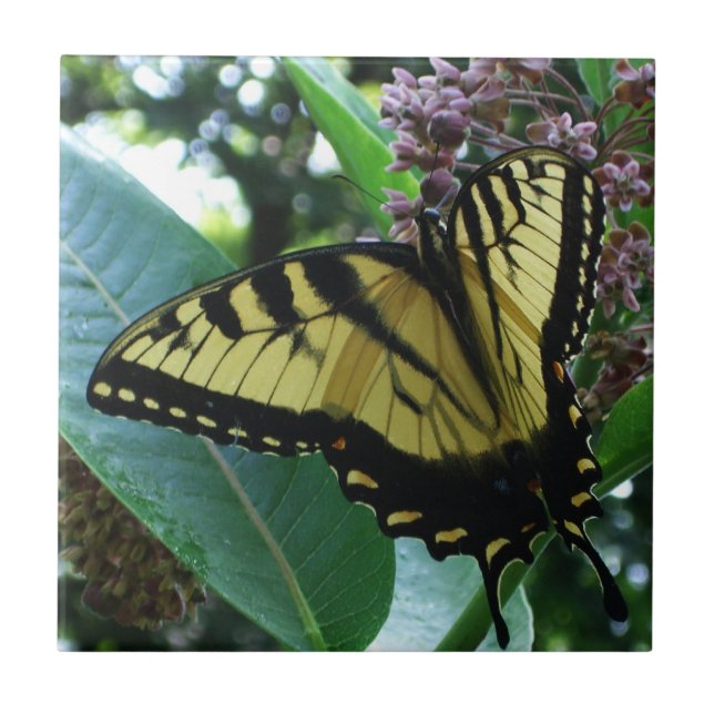 Azulejo Mariposa de cola torta I en Milkweed en Shenandoah (Frente)