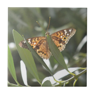 Azulejo Mariposa de emperador de la almecina