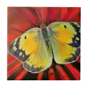 Azulejo Mariposa de la alfalfa en flor de cono