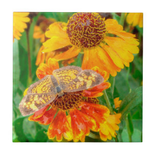 Azulejo Mariposa de la luna de la Perla en Sneezeweed