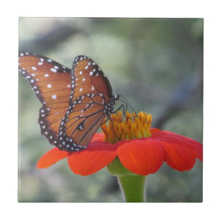 Azulejo Mariposa de la reina en el girasol mexicano