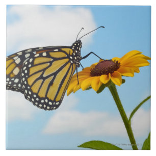 Azulejo Mariposa de monarca en una Susan observada negro