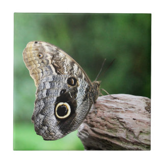 Azulejo Mariposa de ojos de búho