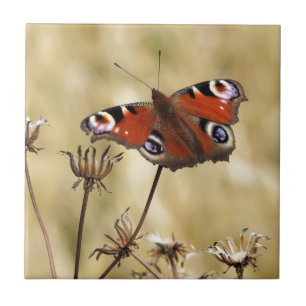 Azulejo Mariposa de pavo real