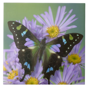 Azulejo Mariposa en Flor Púrpura