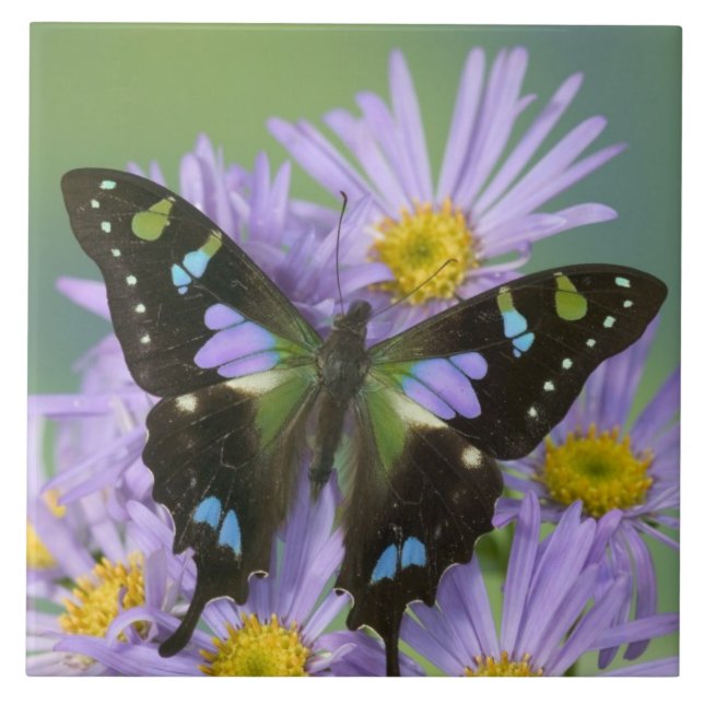 Azulejo Mariposa en Flor Púrpura (Frente)