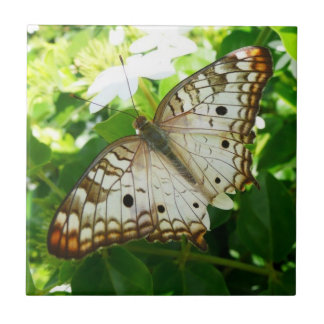 Azulejo Mariposa en la fotografía de la naturaleza tropica