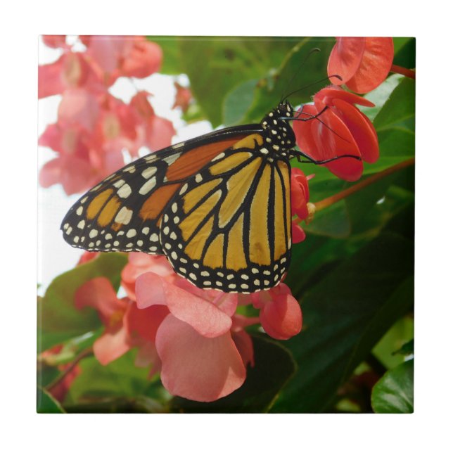 Azulejo Mariposa en la tela cerámica de flores rojas (Frente)