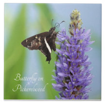 Mariposa en Pickerelweed Bloom;