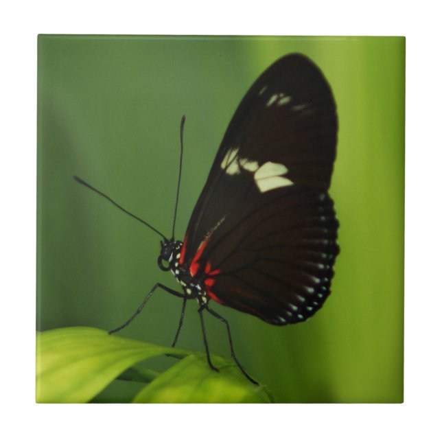 Azulejo Mariposa en una hoja verde con alas negras y rojas (Frente)